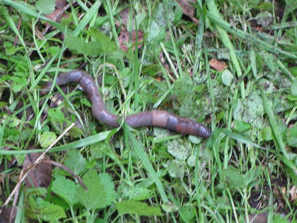 Lombricus sp.